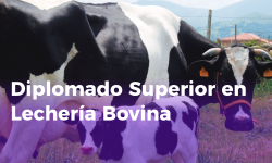 Diplomado Superior en Lechería Bovina