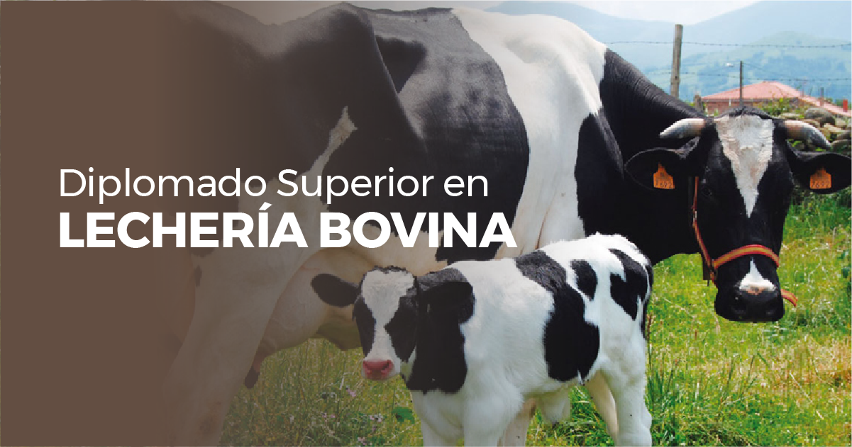 Diplomado Superior en Lechería Bovina